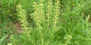 Male flowers of a perennial ragweed