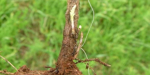 New shoots coming out of perennial ragweed root