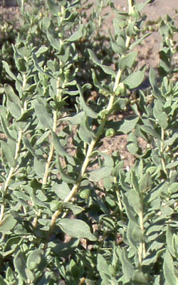 Dense infestation of poverty weed