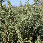 Poverty weed infestation