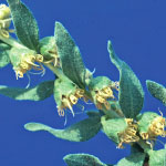 Poverty weed flowers