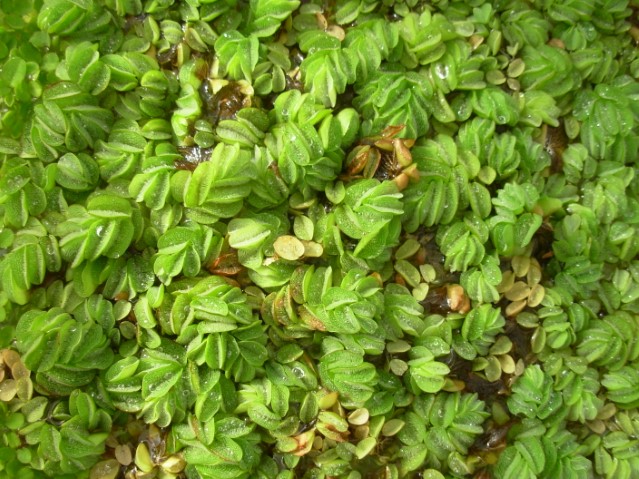 Aquatic weed salvinia