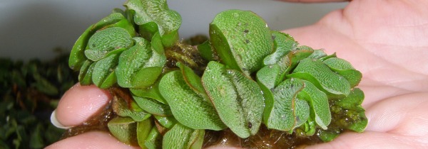 Handful of salvinia
