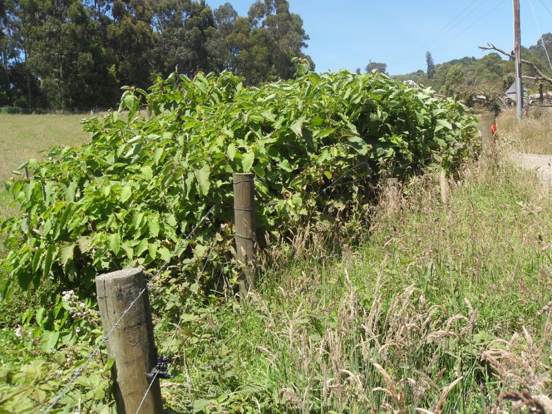 Giant knotweed growing in rural drain