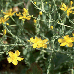 The flowers of tangled hypericum