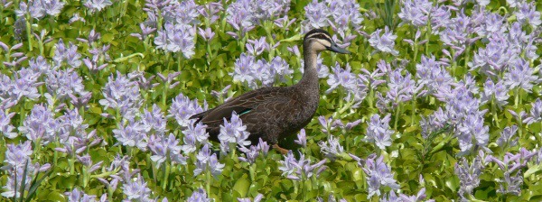 Duck walking on floating water hyacinth