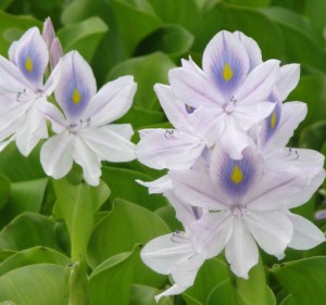Flowers of water hyacinth