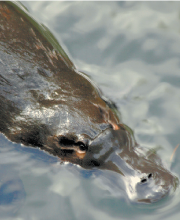  ຕຸ່ນປາກເປັດລອຍນ້ຳ