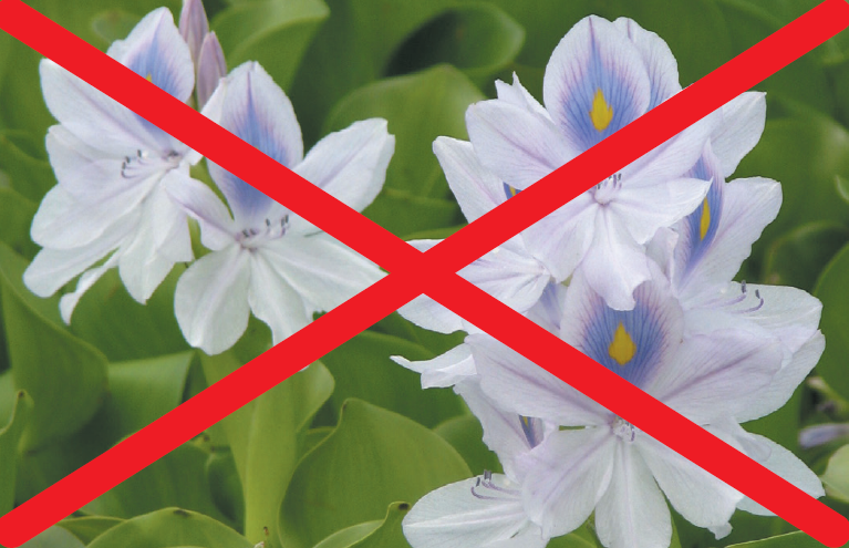 ດອກຜັກຕົບສີມ່ວງທີ່ມີກາແດງຢູ່ເທິງຮູບ