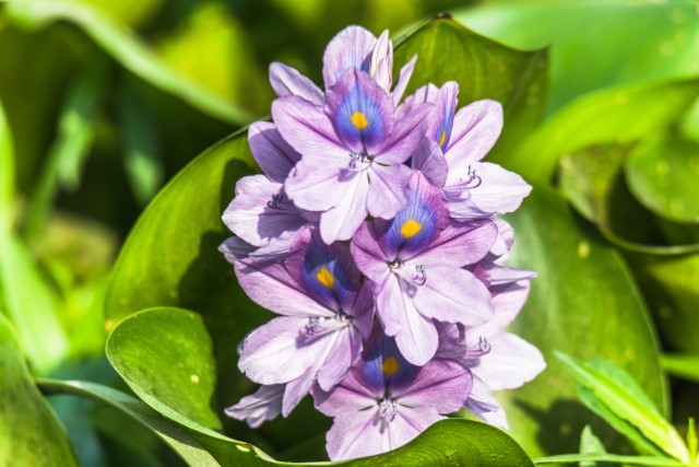 Purple water hyacinth flower
