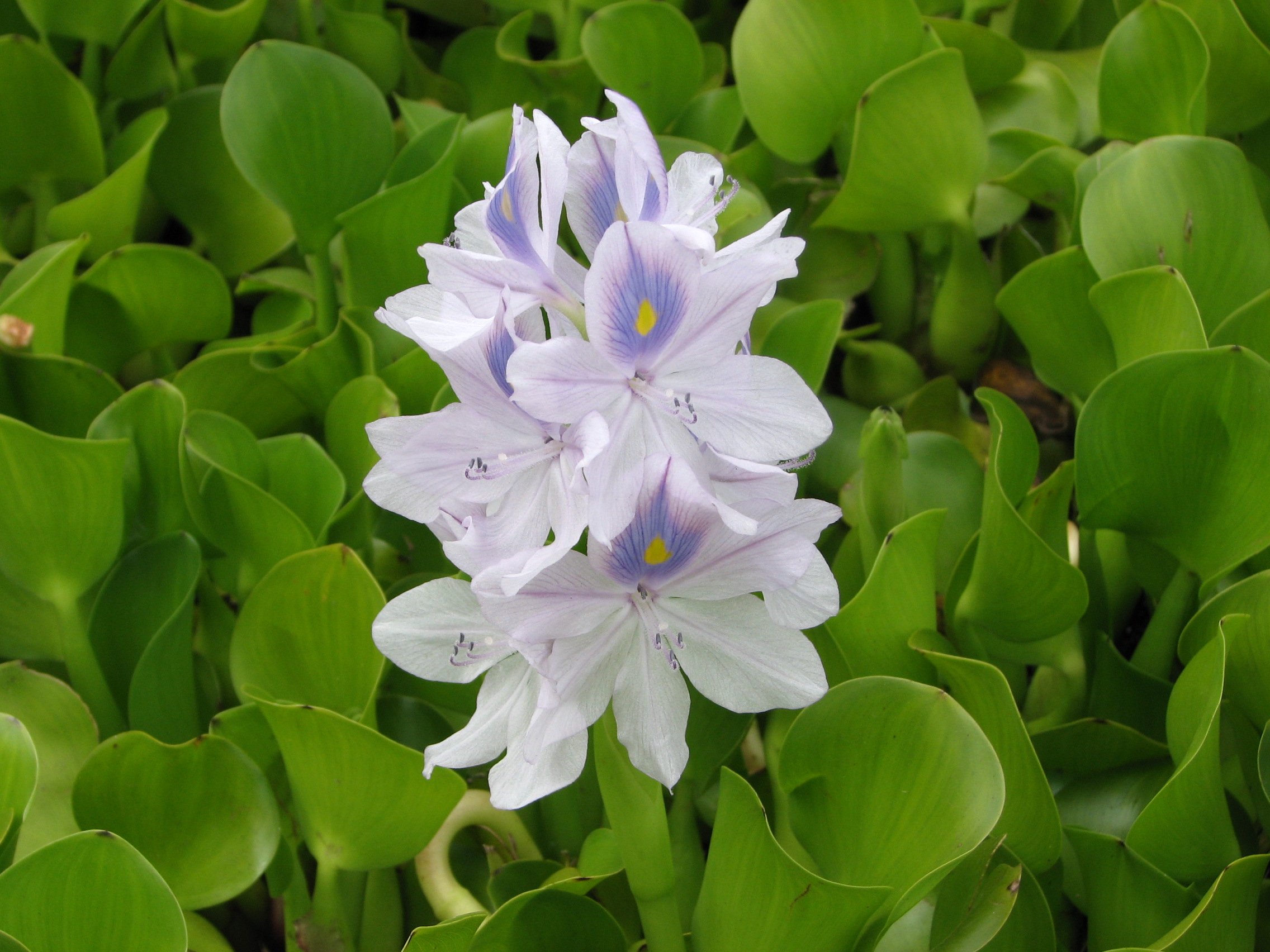 Mauve colour flower with a darker purple patch and yellow spot on the upper petal. Multiple flowers grow on a single stalk. 