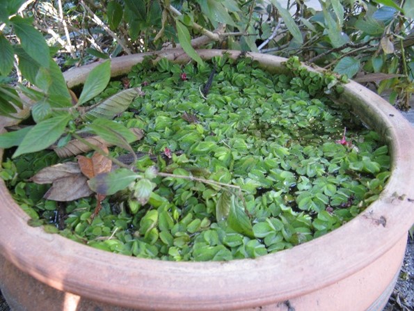 Green oval shaped leaves, covered in waxy hairs.
