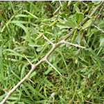 Thin green stem of young boxthorn 