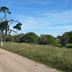 Dense boxthorn growing along a roadside