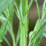 Long green stems of African daisy