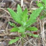 Spiky pointed leaves of African daisy