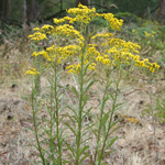 Fully grown African daisy with yellow flowers