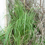Feathery green grass of African feather grass