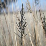 Single flowering african lovegrass  
