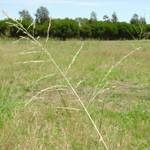 Field of african lovegrass