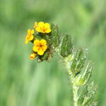 Yellow Amsinckia flowers