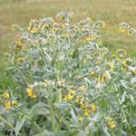 Amsinckia infestation