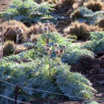 Artichoke thistle with purple flowers