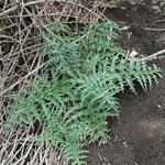 Green leaves of artichoke thistle