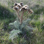 Fully grown Artichoke thistle