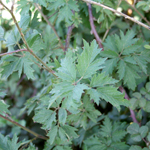 Green blackberry leaves