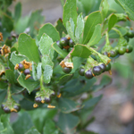 Black berries of Boneseed fruit 