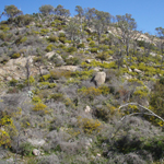 Black berries of Boneseed fruit 