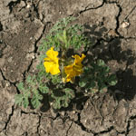 Whole Buffalo burr plant