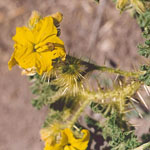Yellow flowers of Buffalo burr