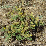 Whole Buffalo burr plant