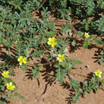 Yellow flowers of Caltrop