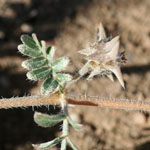 Caltrop seeds