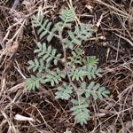 Green pointed Caltrop leaves