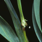 Stem of Cape tulip (two-leaf)