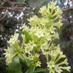 Greenish-yellow flowers of Chilean cestrum