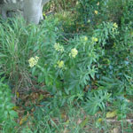 Whole plant of Chilean cestrum