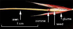 Chilean needle grass seed with glumes still attached