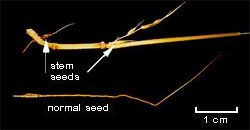 Chilean needle grass has stem seeds and normal seeds