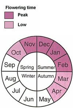  Flowering period of Chilean needle grass from January to December. Flowering time peak months are February through to November. Low Flowering occurs March, April and October 