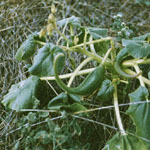 Green vines of Devil's claw (purple flower)