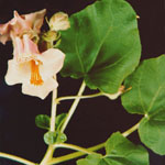 Orange trumpet shaped flowers of Devil's claw (purple flower)