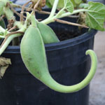 Fruit of Devil's claw (yellow flower)