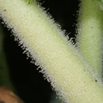 Stems of Devil's claw (yellow flower) 