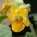 Yellow flower of Devil's claw (yellow flower)