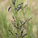 English broom seeds